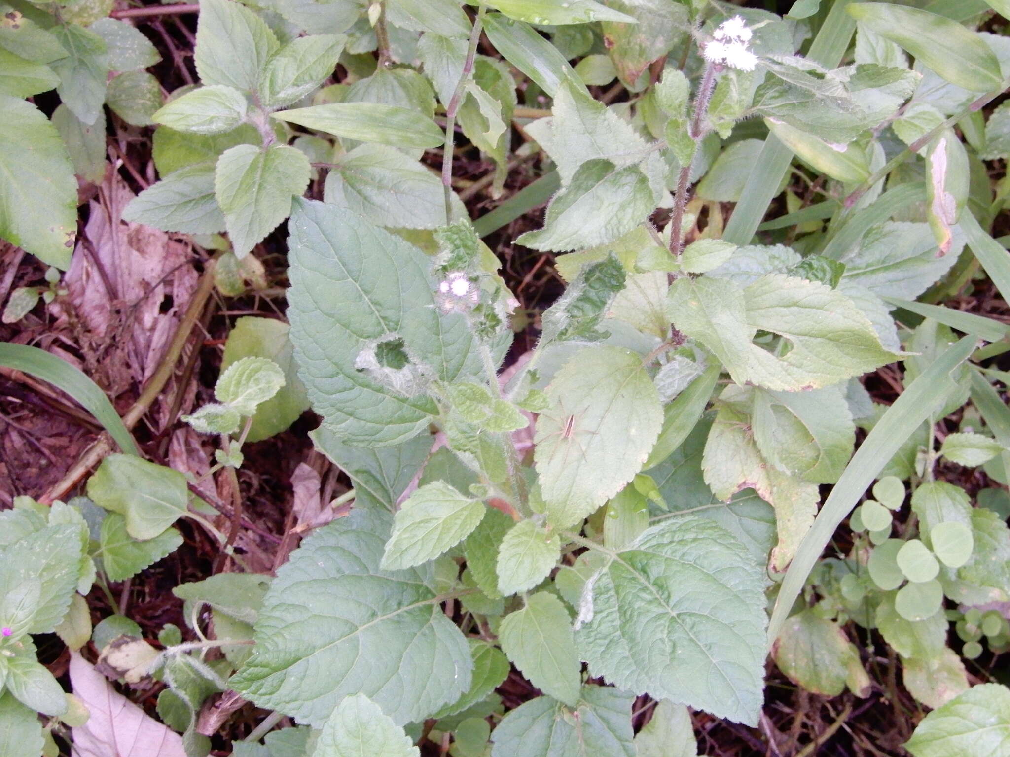 صورة Dolomedes sulfureus L. Koch 1878