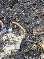 Image of Common centipede