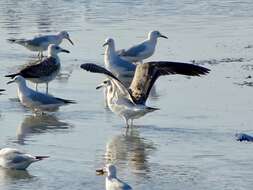 Image of Caspian Gull