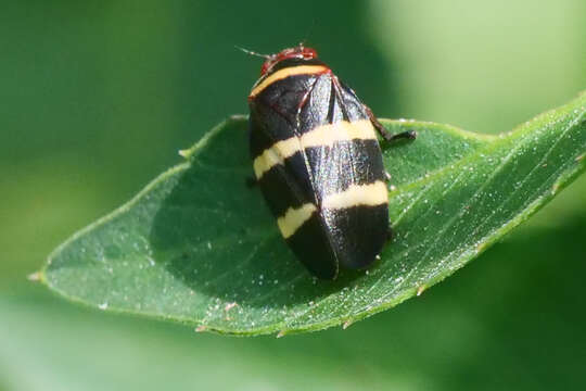 Image of Prosapia simulans (Walker 1858)