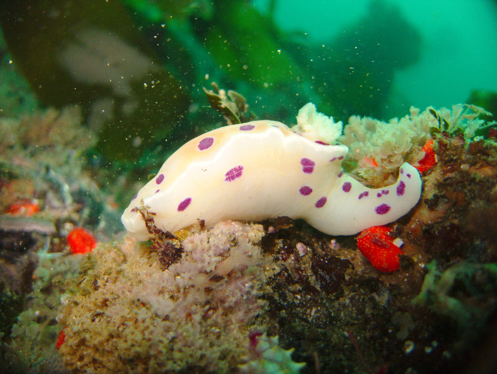 Image of Ceratosoma ingozi Gosliner 1996