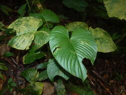 Sivun Philodendron grandipes K. Krause kuva