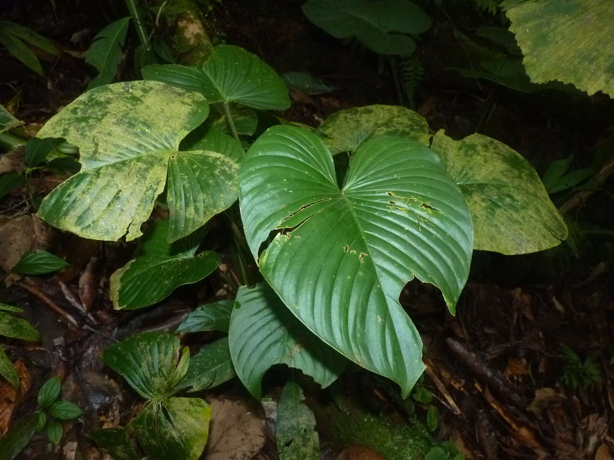 Sivun Philodendron grandipes K. Krause kuva