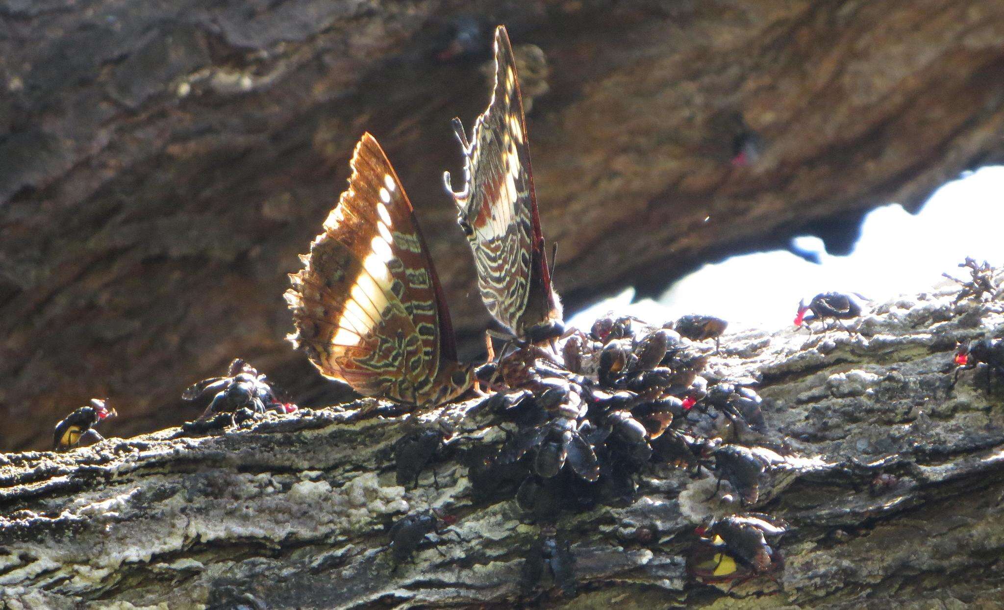 Imagem de Charaxes brutus natalensis Staudinger 1886