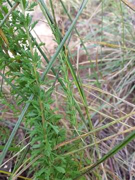 Image of Mauve freylinia