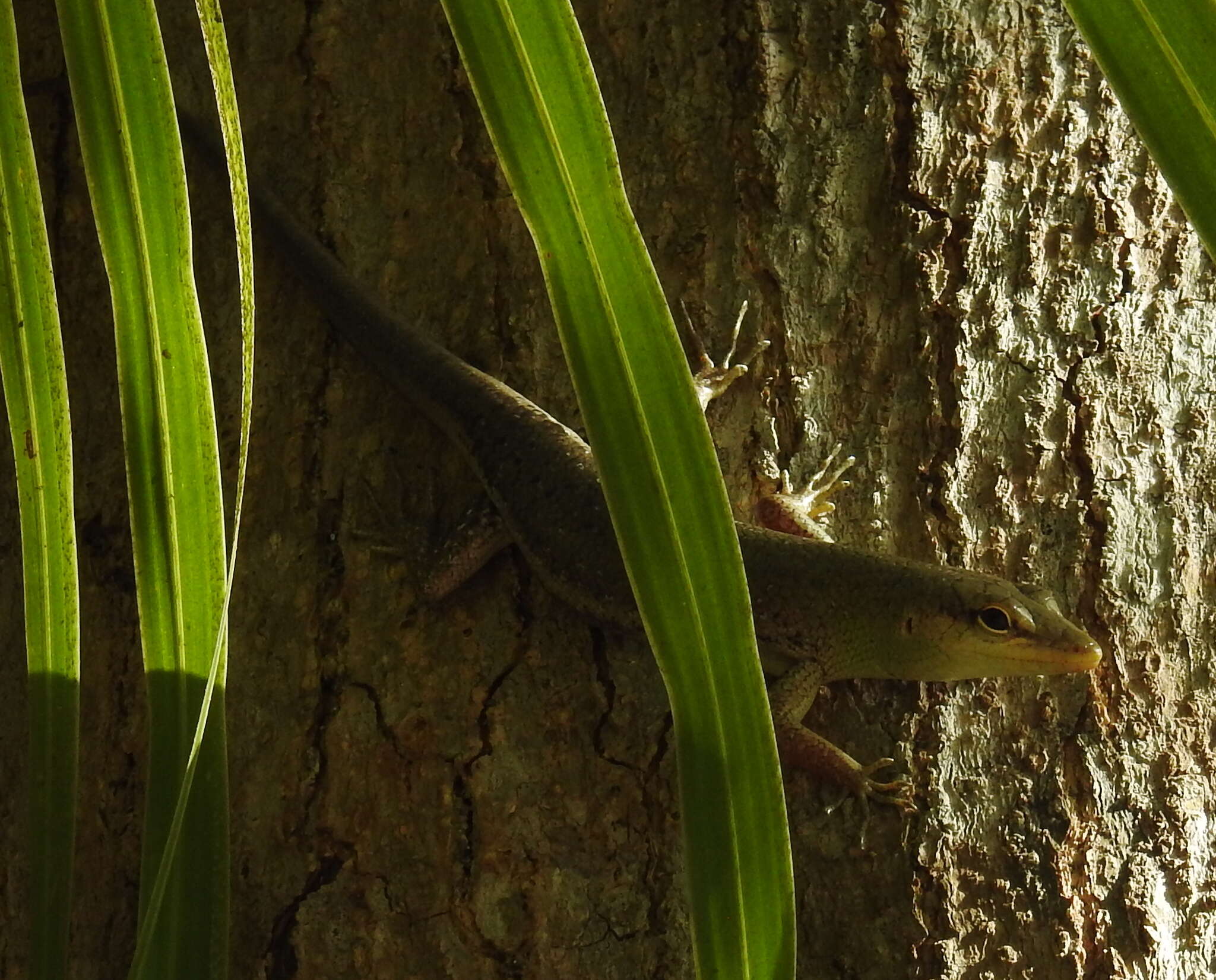 Image of Emerald Skink