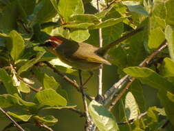 Image of Rufous-capped Warbler