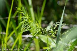 Image of bulblet-bearing water hemlock