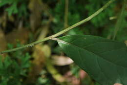 Image of Decaneuropsis gratiosa (Hance) H. Rob. & Skvarla