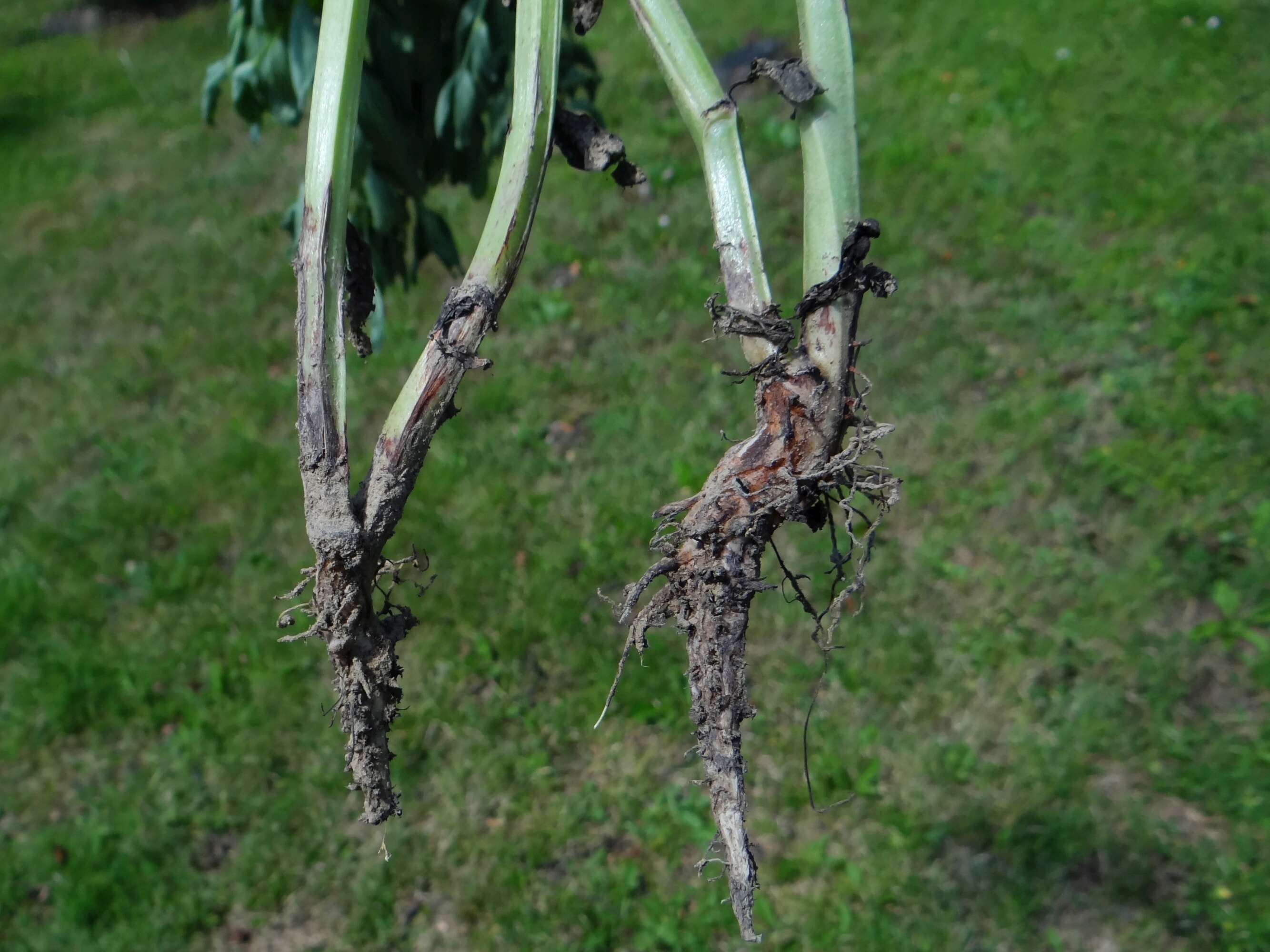 Image of Fusarium