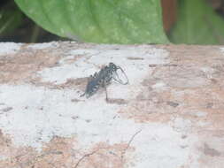 Image of Crabronid wasp