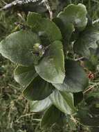 Image of Xylosma spiculiferum (Tul.) Triana & Planchon