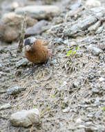 Leucosticte tephrocotis tephrocotis (Swainson 1832)的圖片