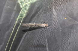 Image of New Zealand antlion