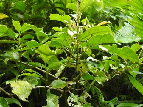 Image of Staphylea formosana (Nakai) Byng & Christenh.