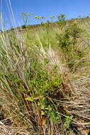 Nidorella ulmifolia (Burm. fil.) J. C. Manning & Goldblatt resmi