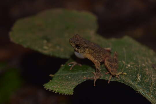 Image of Bourbon Toad