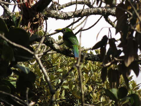 Image of Greyish-throated Toucanet