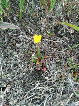 Sivun Saxifraga serpyllifolia Pursh kuva