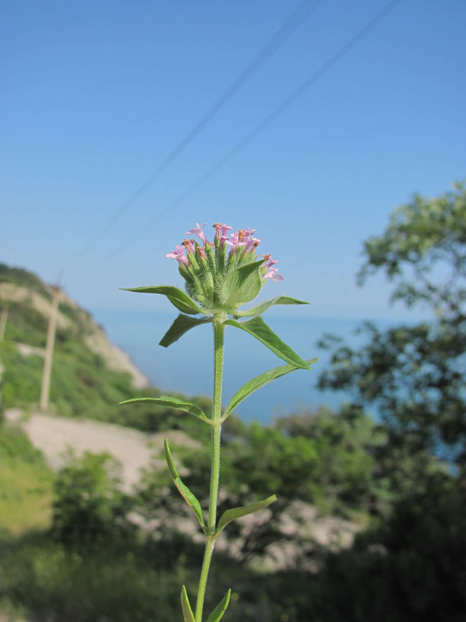 Image of Ziziphora capitata L.