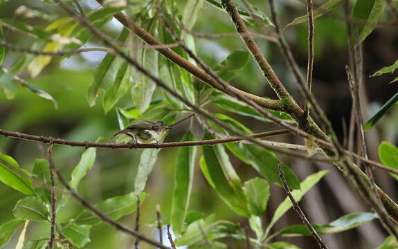 Image of Rufous-breasted Flycatcher