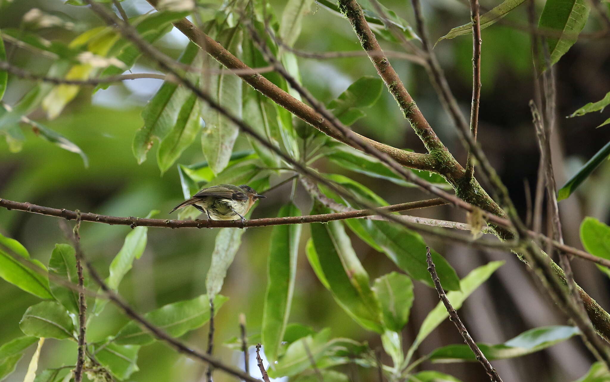 Plancia ëd Leptopogon rufipectus (Lafresnaye 1846)