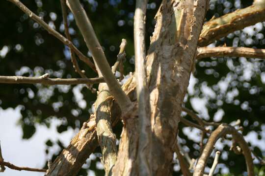 Image of Barbados nut