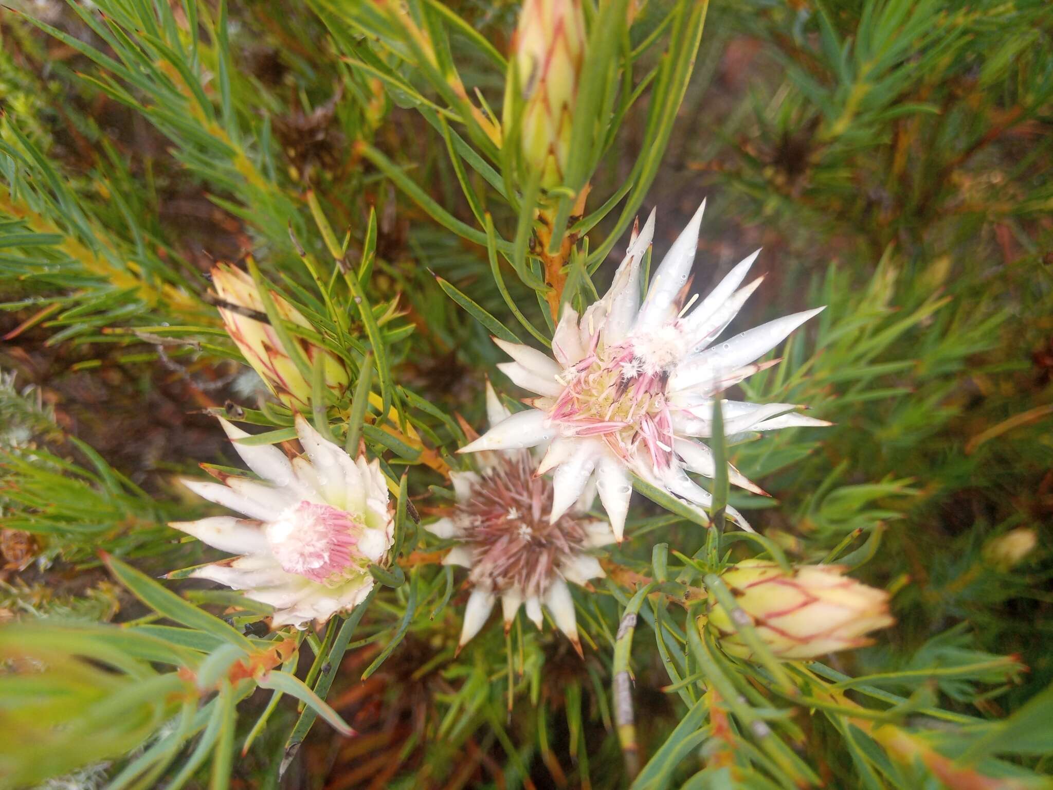 Image de Protea mucronifolia Salisb.