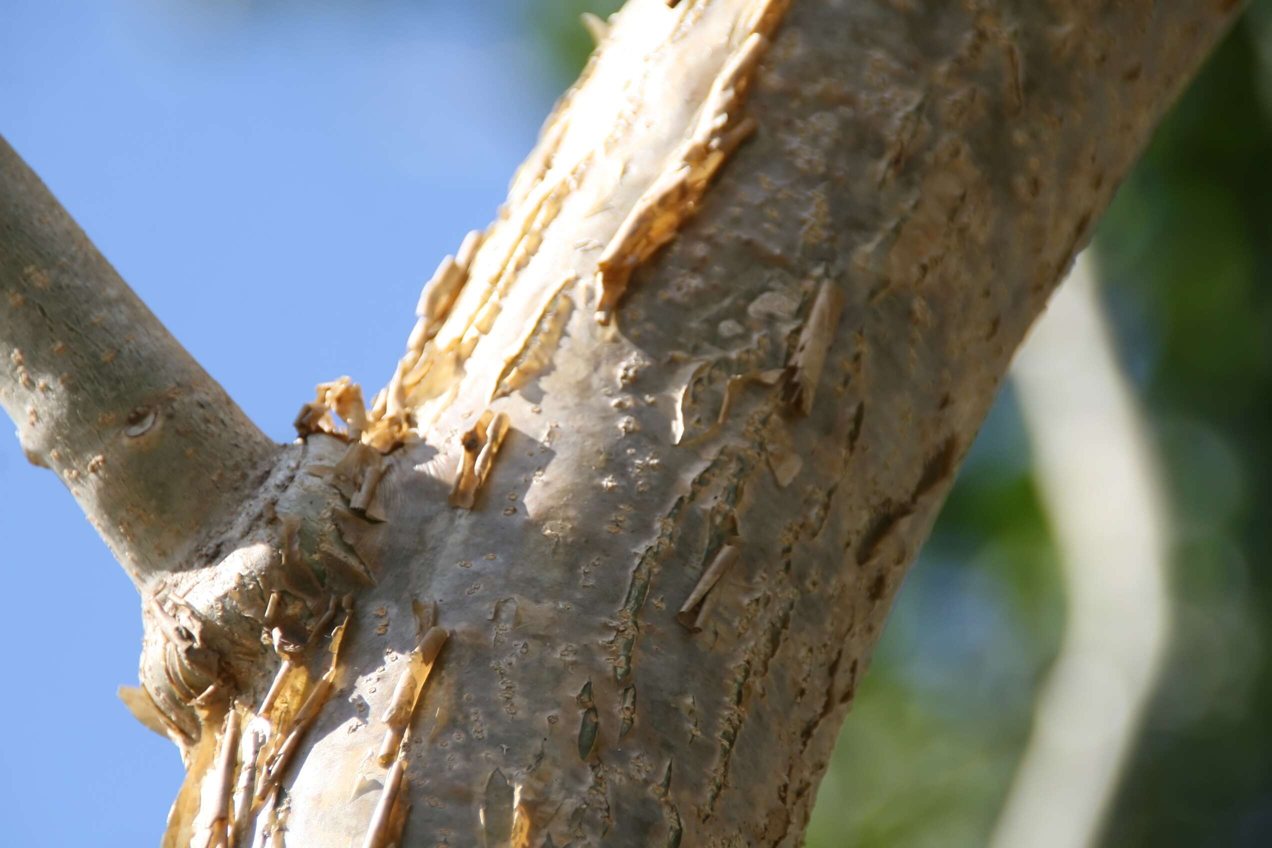 Image of Barbados nut