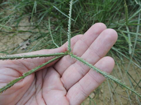 Eleusine indica (L.) Gaertn. resmi