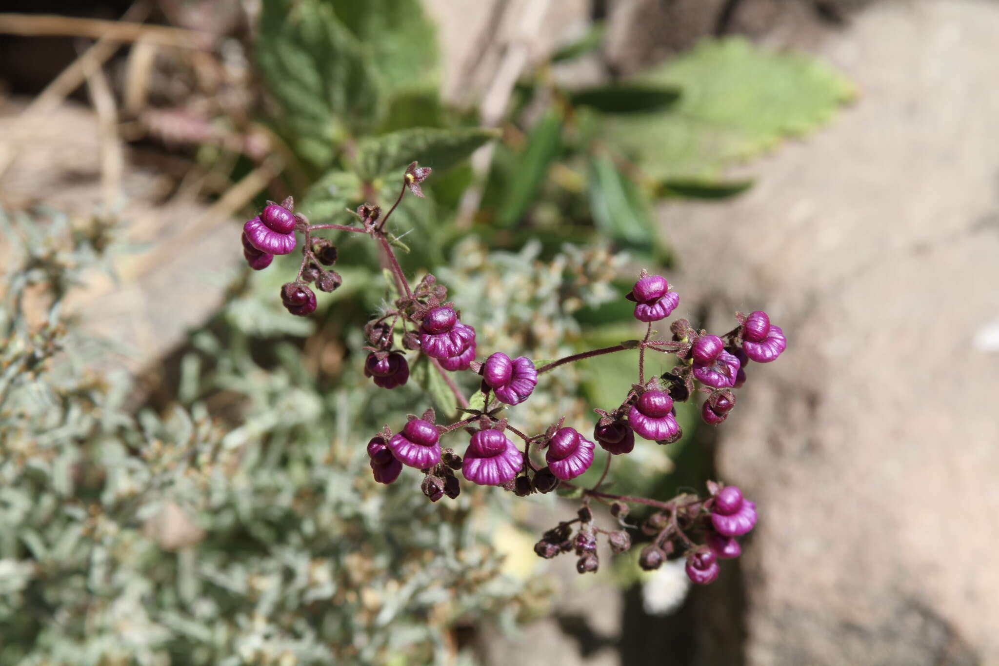 Image of Calceolaria purpurea R. Grah.