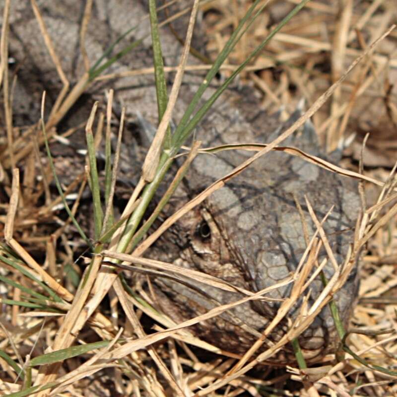 Image of Bearded Dragon