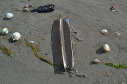 Image of Grooved Razor Shell