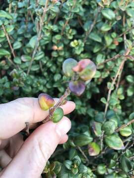 Image of Chilean guava