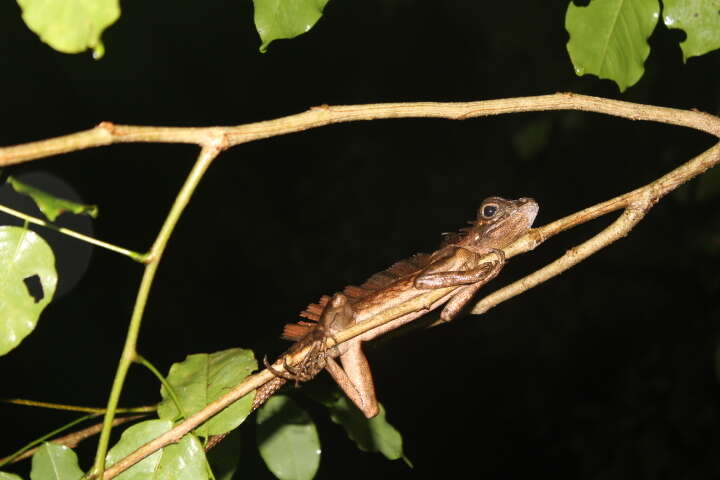 صورة Gonocephalus beyschlagi Boettger 1892