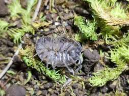 Image of Armadillidium simoni Dollfus 1887