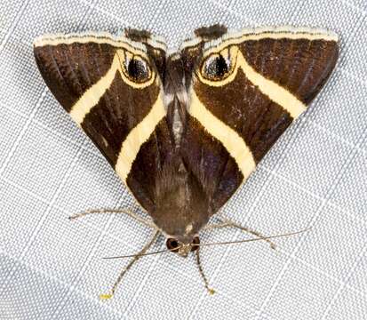 Image of Grammodes ocellata Tepper 1890