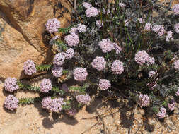 Image of Elytropappus hispidus (L. fil.) Druce