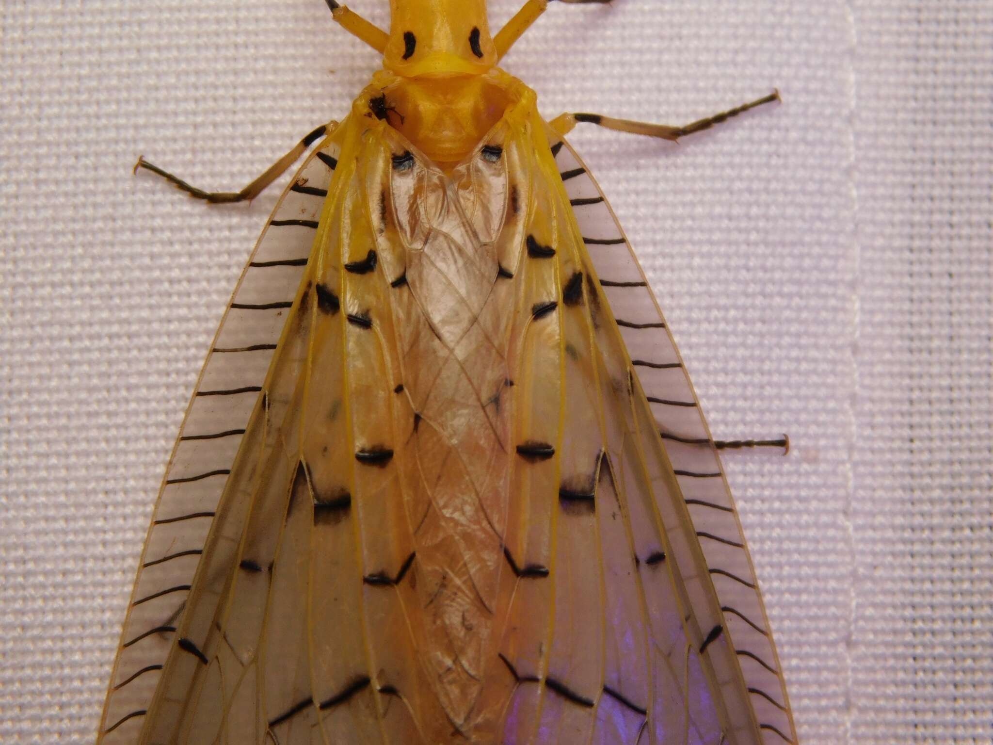 Image of Nevromus austroindicus X.-y. Liu & Viraktamath ex X.-y. Liu et al. 2012