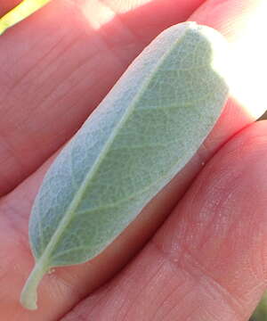 Stirtonanthus taylorianus (L. Bolus) B.-E. van Wyk & A. L. Schutte的圖片