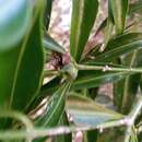 Sivun Buxus moratii G. E. Schatz & Lowry kuva