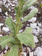 Image de Verbascum thapsus subsp. thapsus