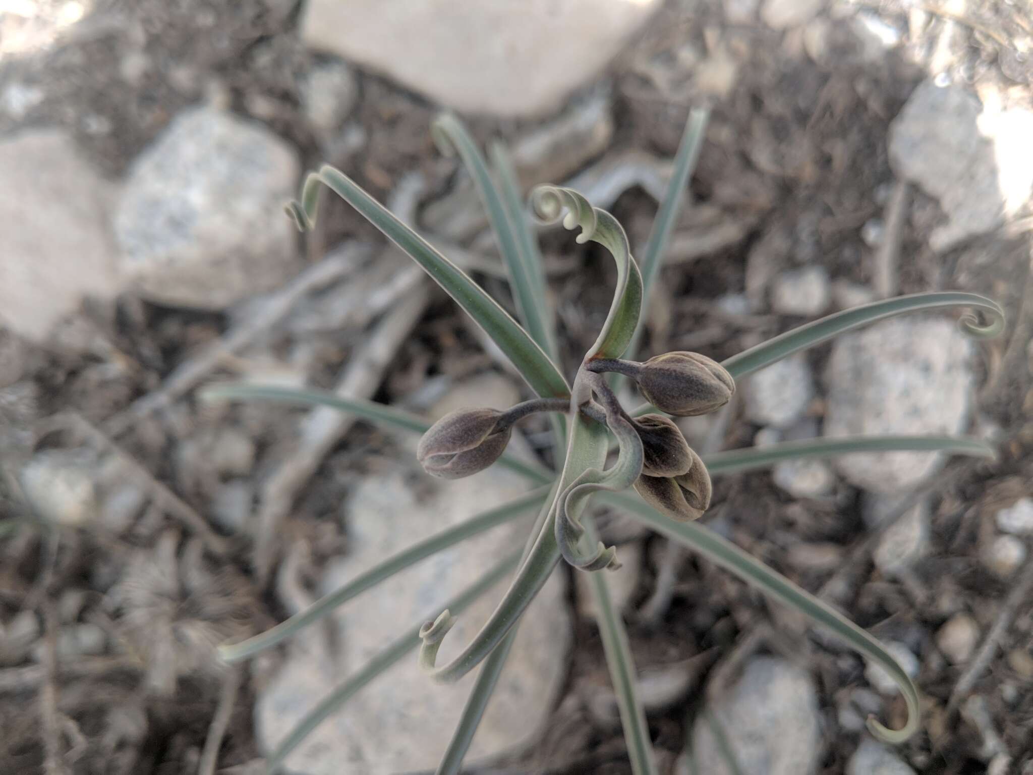 Image of Davidson's fritillary