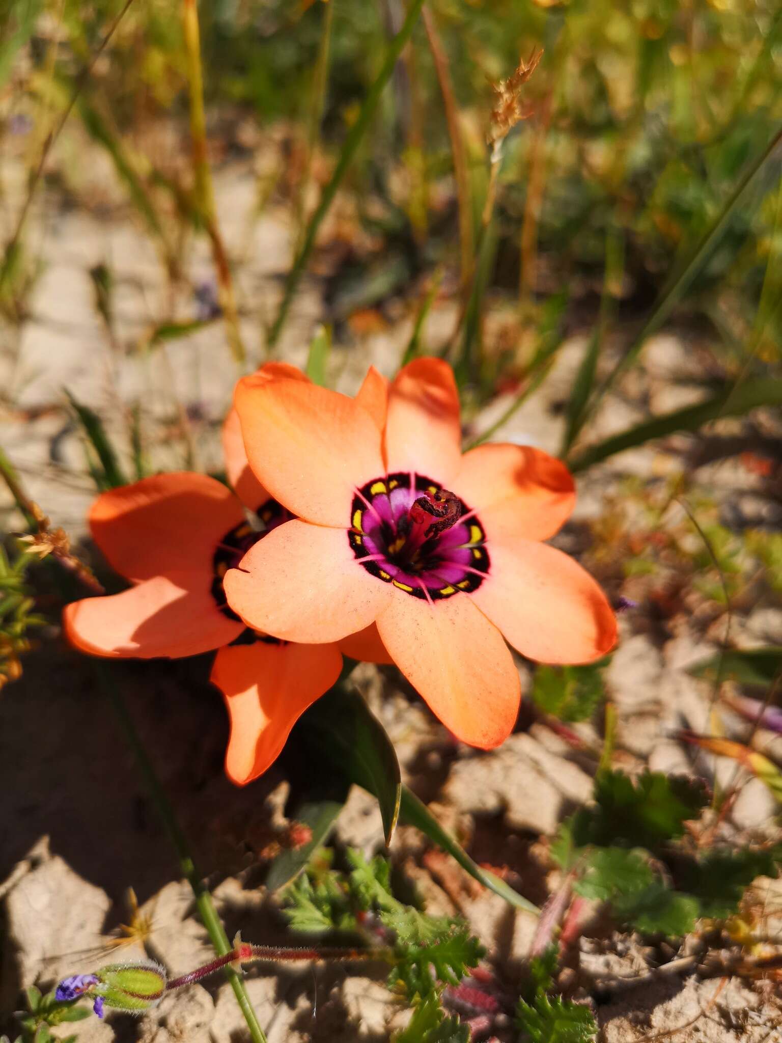 Image of Cape buttercup