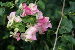 Слика од Bougainvillea