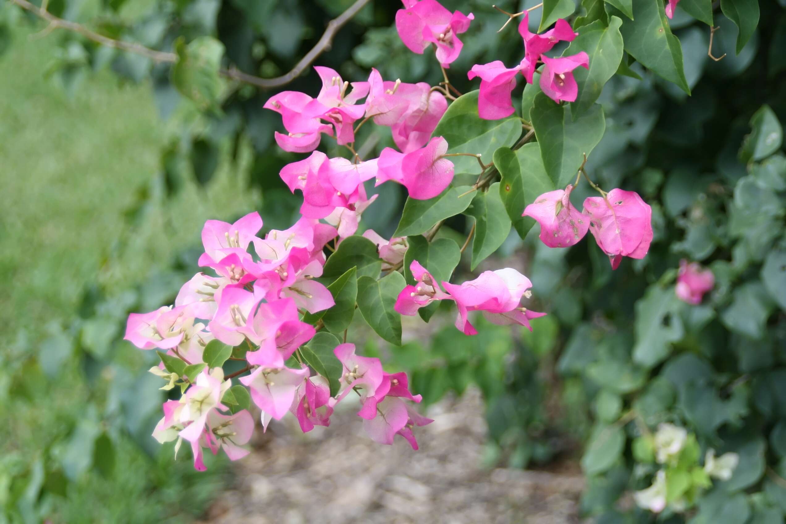 Слика од Bougainvillea