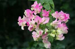 Слика од Bougainvillea