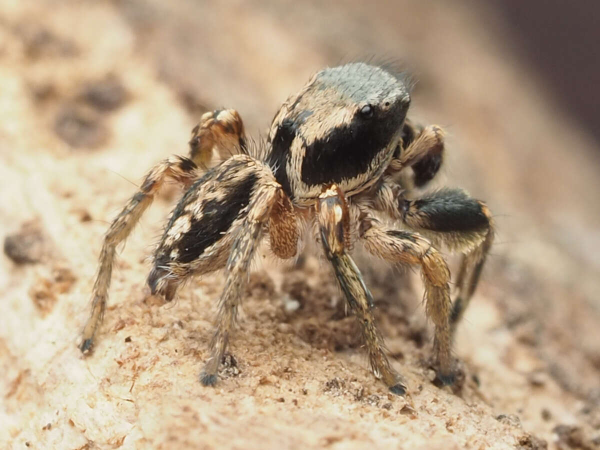 Image of Habronattus mexicanus (Peckham & Peckham 1896)