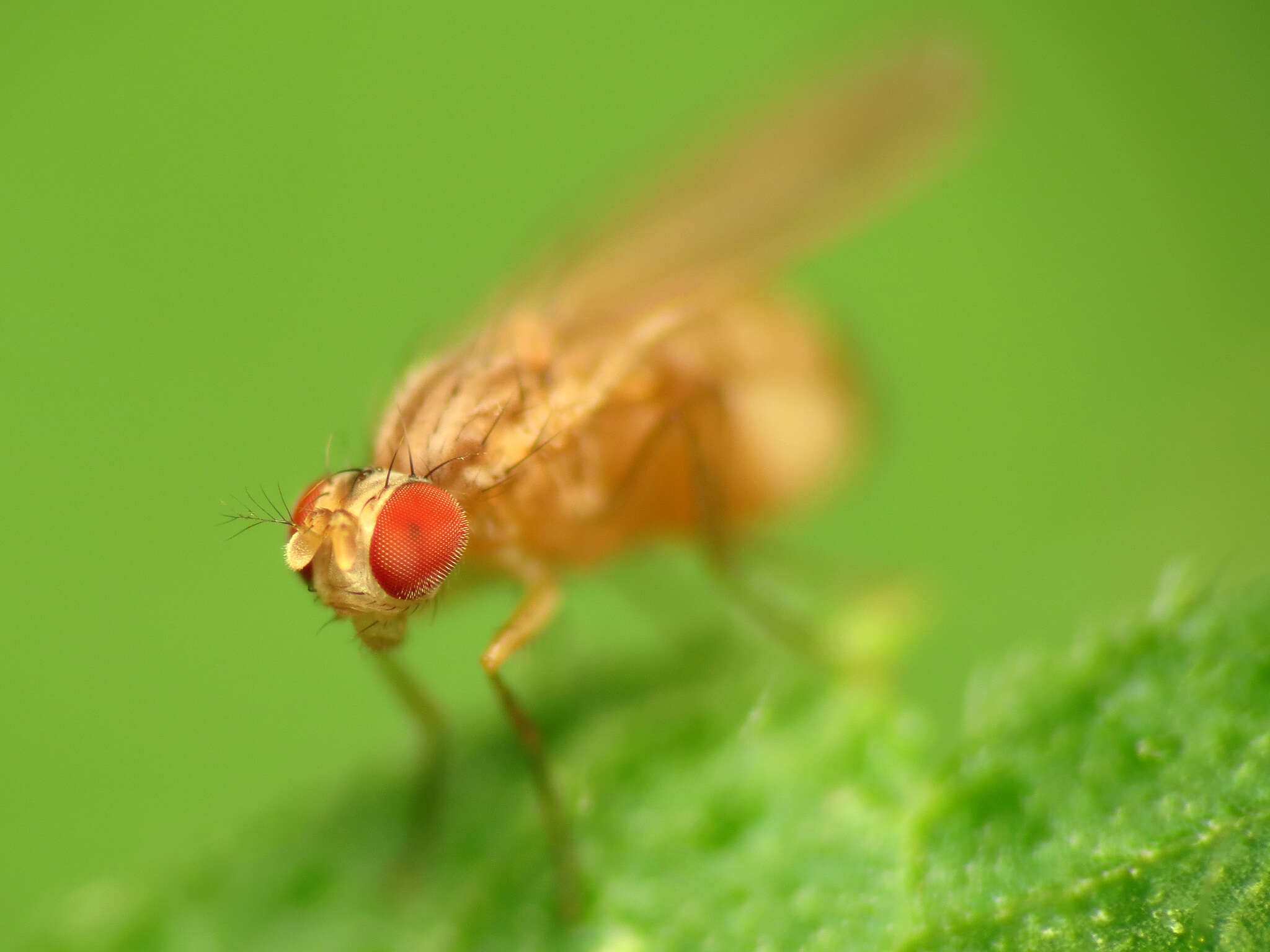 Image of Pomace fly