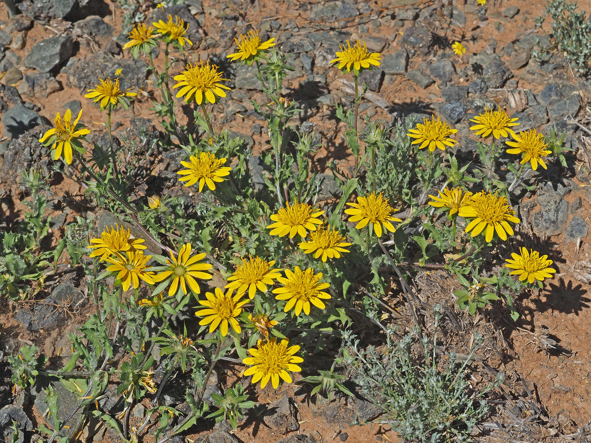 صورة Cuspidia cernua subsp. annua (Less.) Rössl.